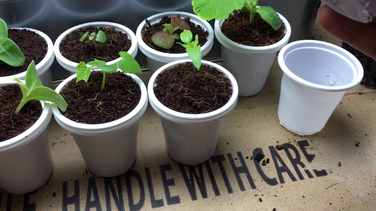 How To Transplant Coco Coir Into Hydroponic Kratky System - Step By Step