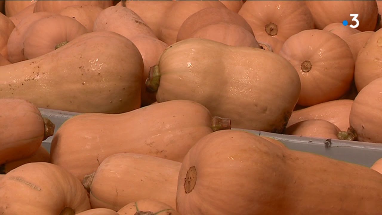 Courge spéciale halloween en Isère à Savas-Mépin