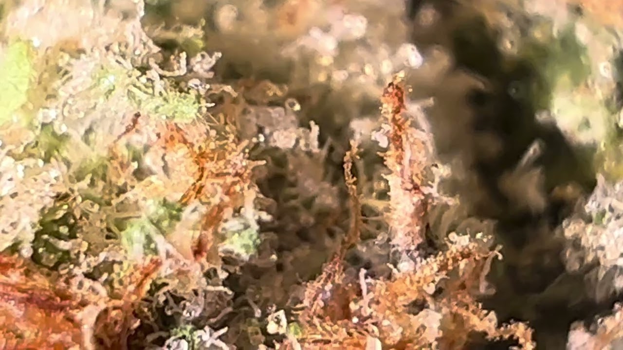 420 Pharma Ice Cream Cake x Kush Mints 27/1 4K