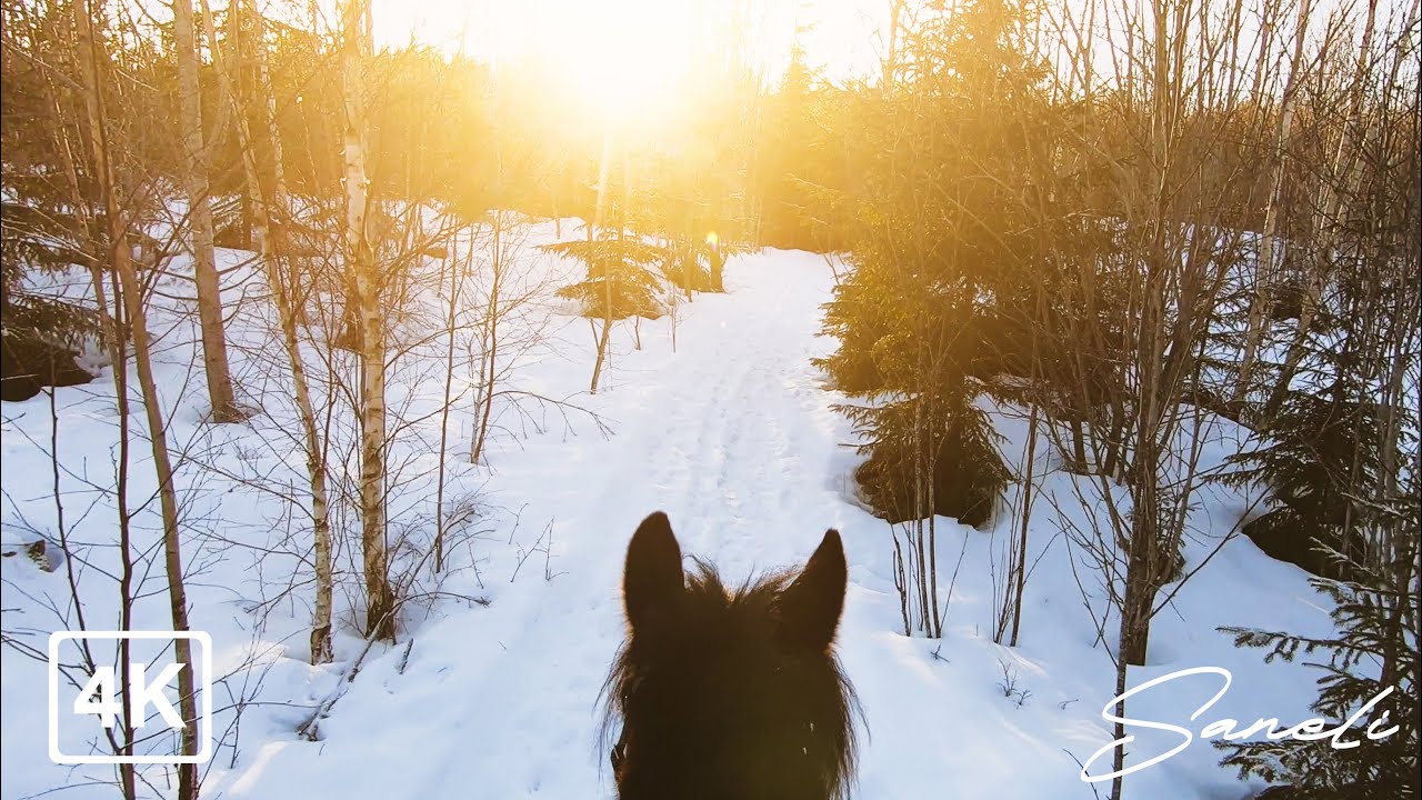Horse Riding a sunny winter day in Sweden | 4K Slow TV