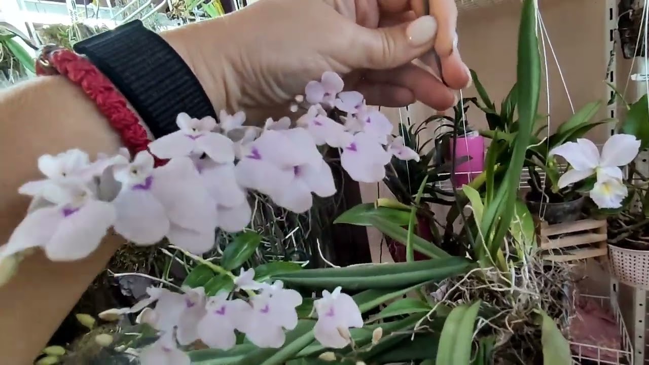 Ionopsis utricularioides-квітування і догляд.