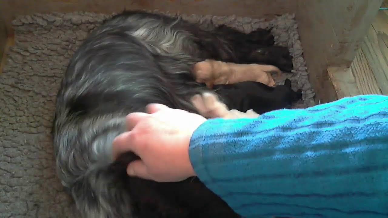 De pups van Elsa