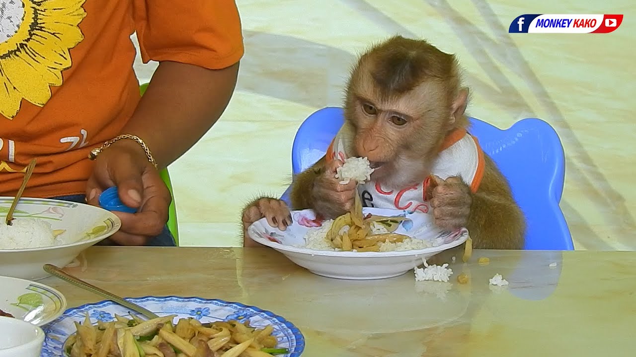 Adorable Monkey Kako Joining Lunch With Mom
