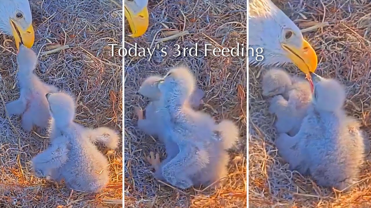 #35🦅🐥12°🐥7°／Winter Park Eagle Nest 2026／Against All Odds:One-Eyed Mom Eagle／by Winter Park Eagle Cam