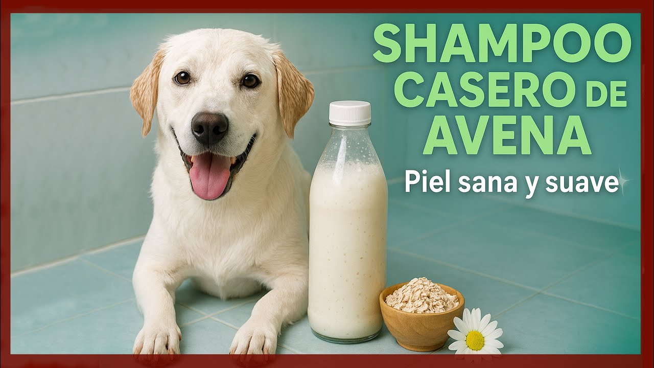 Shampoo casero para eliminar la picazón