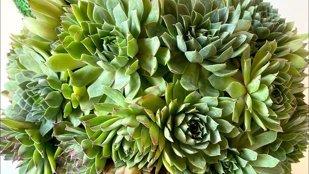 Succulent ‘Sempervivum Tectorum’ Tortoise 