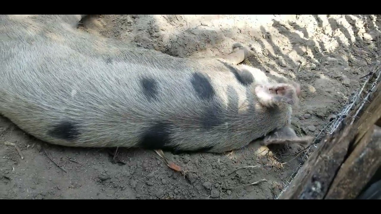 பன்றி பண்ணை @suntv @irfansview1 @VijayTelevision   @discovery #Pig farm  @srilankacricket
