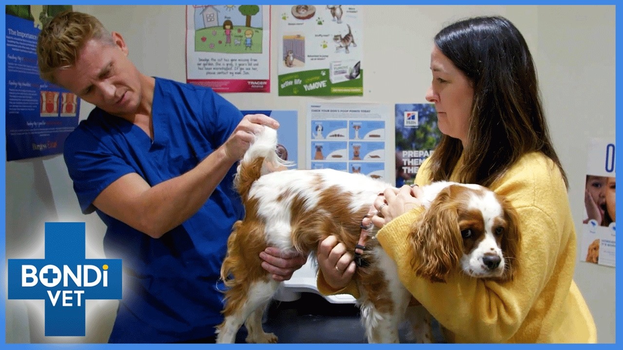 Risky Butt Gland Surgery On Dog! 😳 | Vet On The Hill