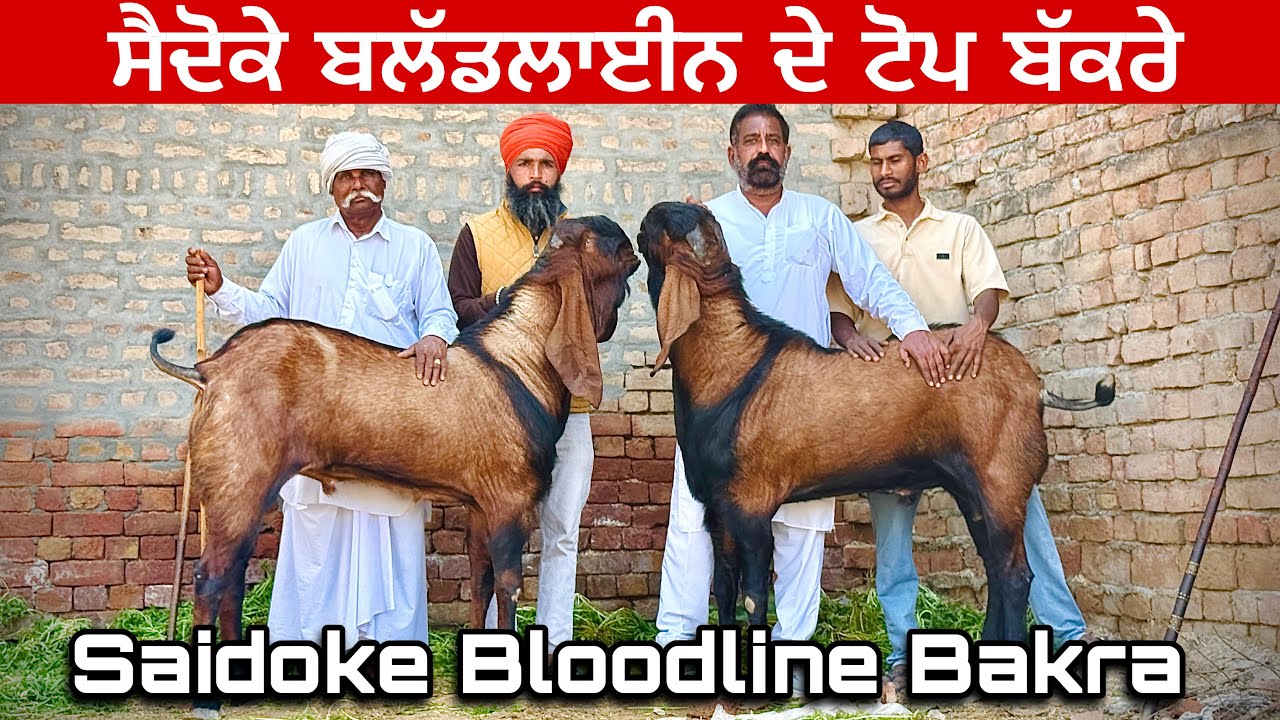 ਬੱਕਰੇ ਨੀ ਹੀਰੇ ਸਾਂਭੀ ਬੈਠੇ ਆ ਹਰਿਆਣੇ ਆਲੇ । ਸੈਦੋਕੇ ਬਲੱਡਲਾਈਨ ਦੇ ਬੱਕਰਿਆਂ ਦੀ ਜੋੜੀ ਵੇਖਿਓ 