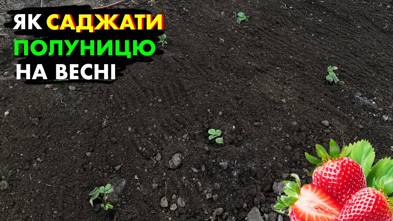 🌱 Посадка полуниці весною: Покрокова інструкція для рясного врожаю 🍓