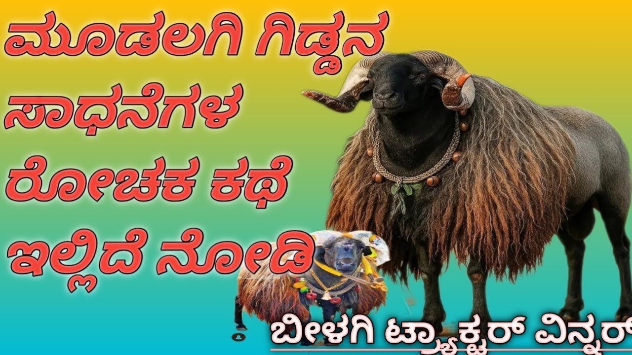Mudalagi gidda tagaru ಮೂಡಲಗಿ ಗಿಡ್ಡಾ ಟಗರಿನ ಸಾಧನೆಯ ರೋಚಕ ಕಥೆ #mudalagi #gidda 