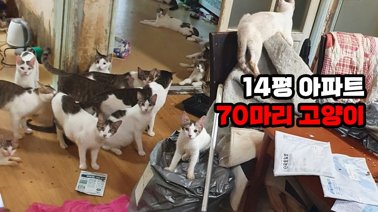 14평 아파트에 사는 70마리 고양이들의 운명