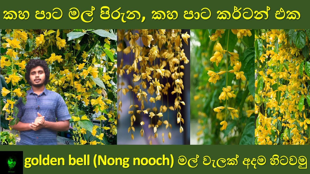 කහ පාට මල් පිරුන කර්ටන් එක | Golden bell plant (Nong Nooch plant)