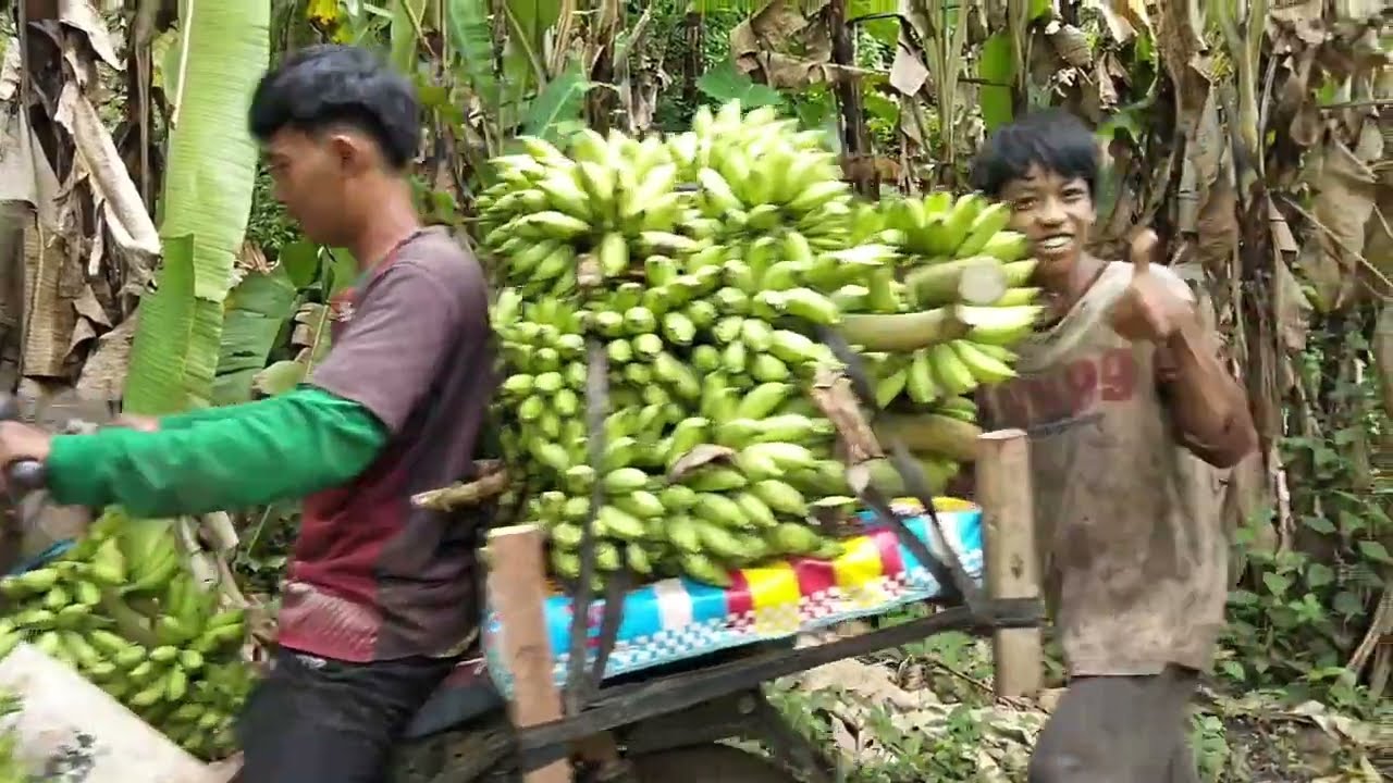 Panen pisang murlin lagi kawan kawan 