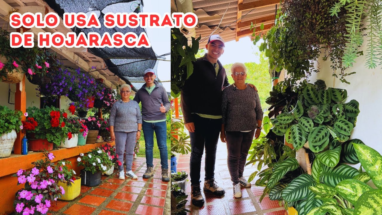 Hermosas PLANTAS de JANETH, hojarasca de guamo el mejor alimento orgánico para el JARDÍN |AP