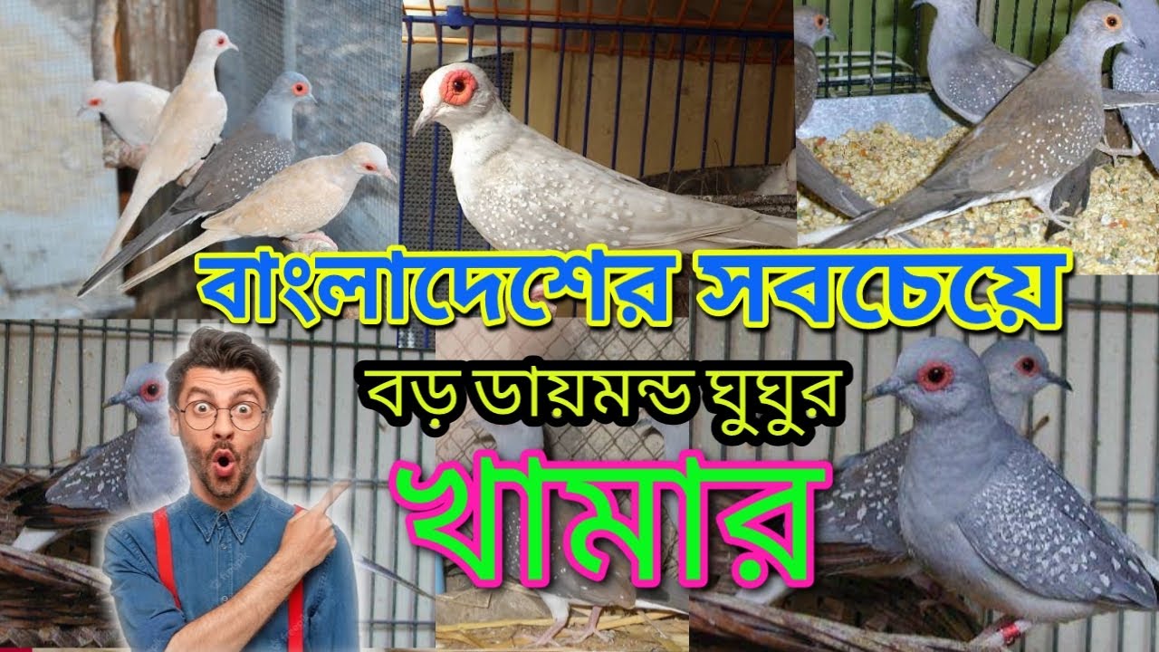 2 হাজার পিস #রেড #হোয়াইট #সিলভার ও 3 শো পিস #ককাটেল পাখির খামার।#পাইকারি দরে পাখি কিনুন #খামার থেকে