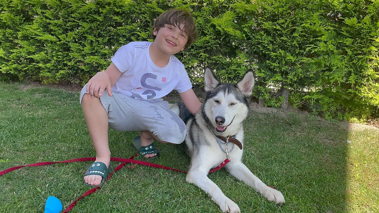 Bugün bir misafirimiz var kutupların güçlü köpeği husky Fatih Selim ile tanışmak istiyor