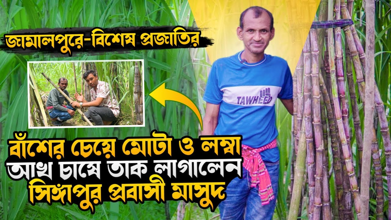 বিশেষ প্রজাতির বাঁশের চেয়ে মোটা ও লম্বা আখ চাষে সাফল্য | আখ চাষ পদ্ধতি | Gendari Cash | আখের চারা