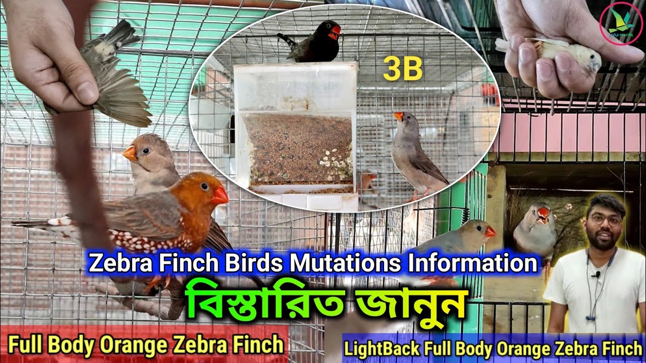 Zebra Finch Mutations Information||3B,Full Body/Light Back Orange/Black CheekFinches Identification