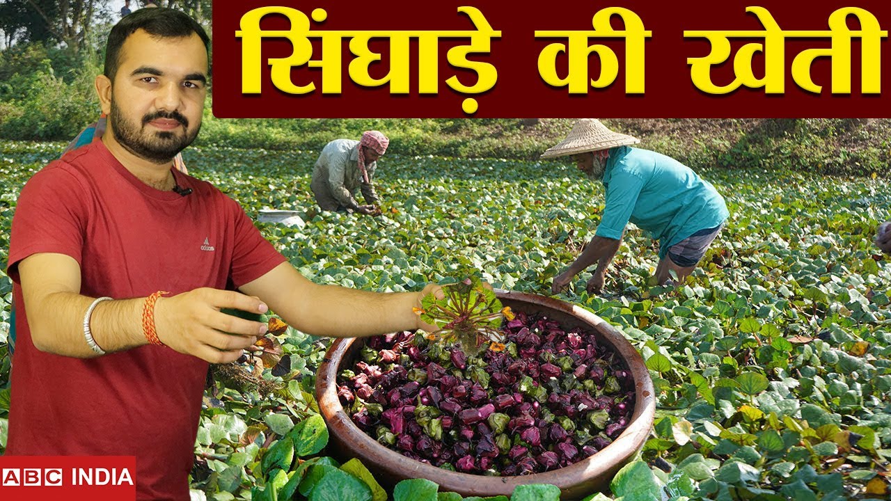 सिंघाड़ा की खेती | Water Chestnut Farming | Singhara ki Kheti | Best Singhara Variety | Singade farm