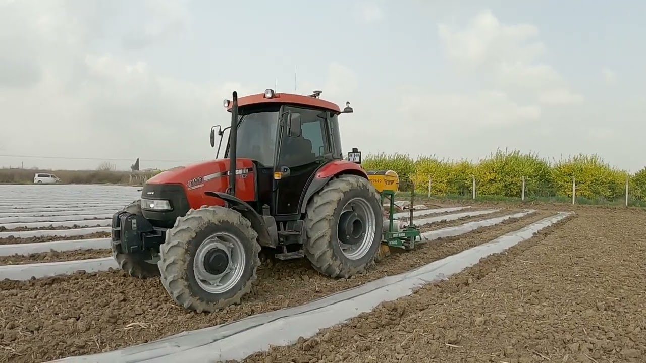 profesyonel Aşılı a 117 patlıcan dikimi nasıl olmalı . maliyetler ve püf noktaları