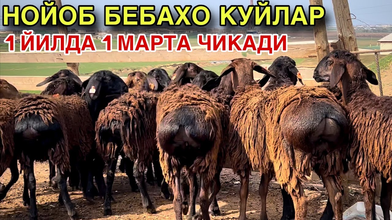 Бунакаси Кам Дустлар.☎️+998 95 040 1604