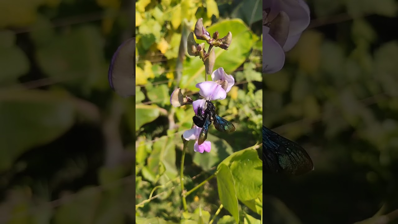 কালো কাঠ-ভোমরা (Xylocopa latipes/Tropical Carpenter Bee)