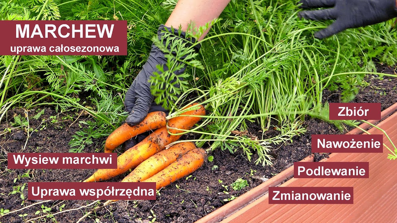 Marchew - Jak uprawiać marchew żeby mieć obfite plony? Uprawa warzyw w ogrodzie.