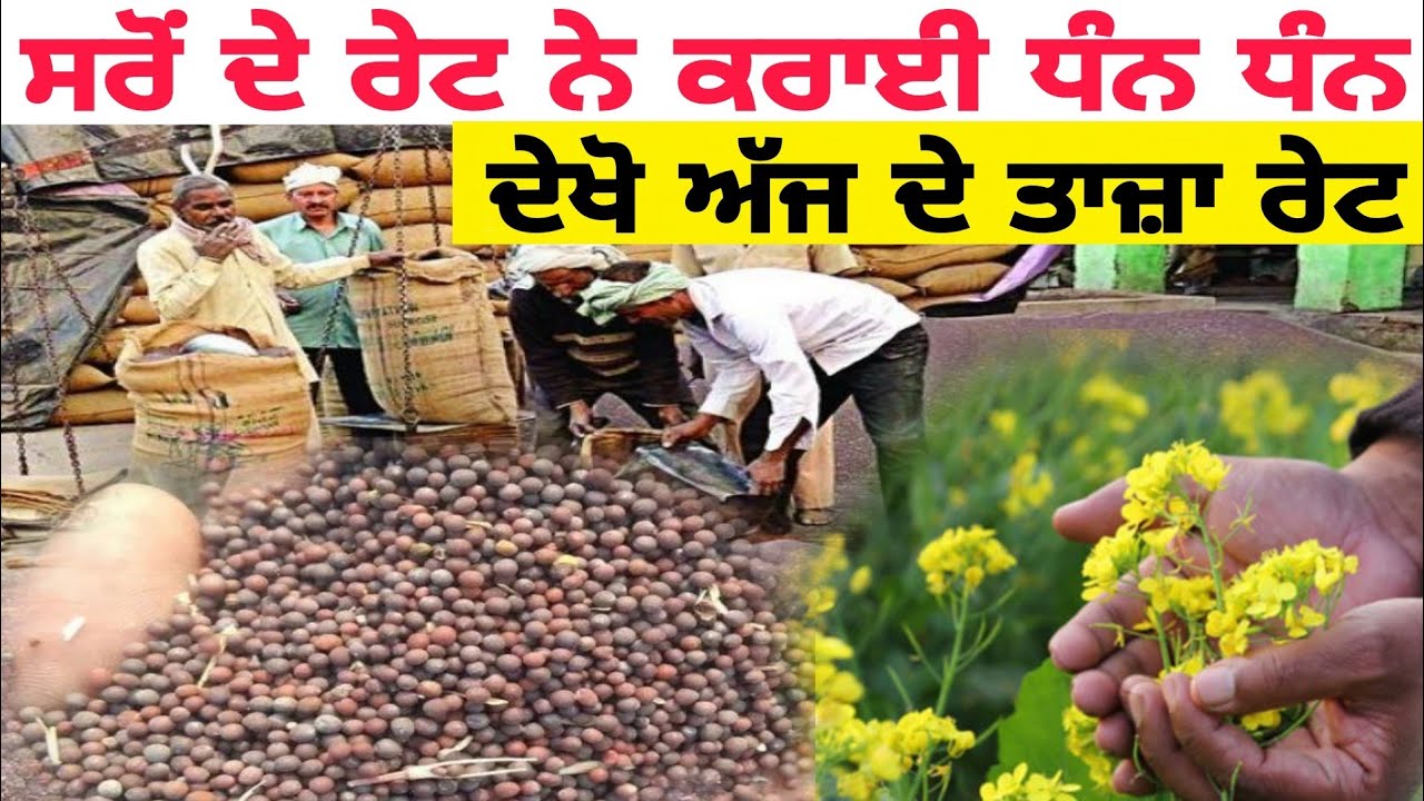 Mustard price today/ mustard price in Punjab/ ਸਰੋਂ ਦੇ ਅੱਜ ਦੇ ਤਾਜ਼ਾ ਰੇਟ/ ਸਰੋਂ ਦੇ ਰੇਟਾਂ ਵਿੱਚ ਆਈ ਤੇਜ਼ੀ