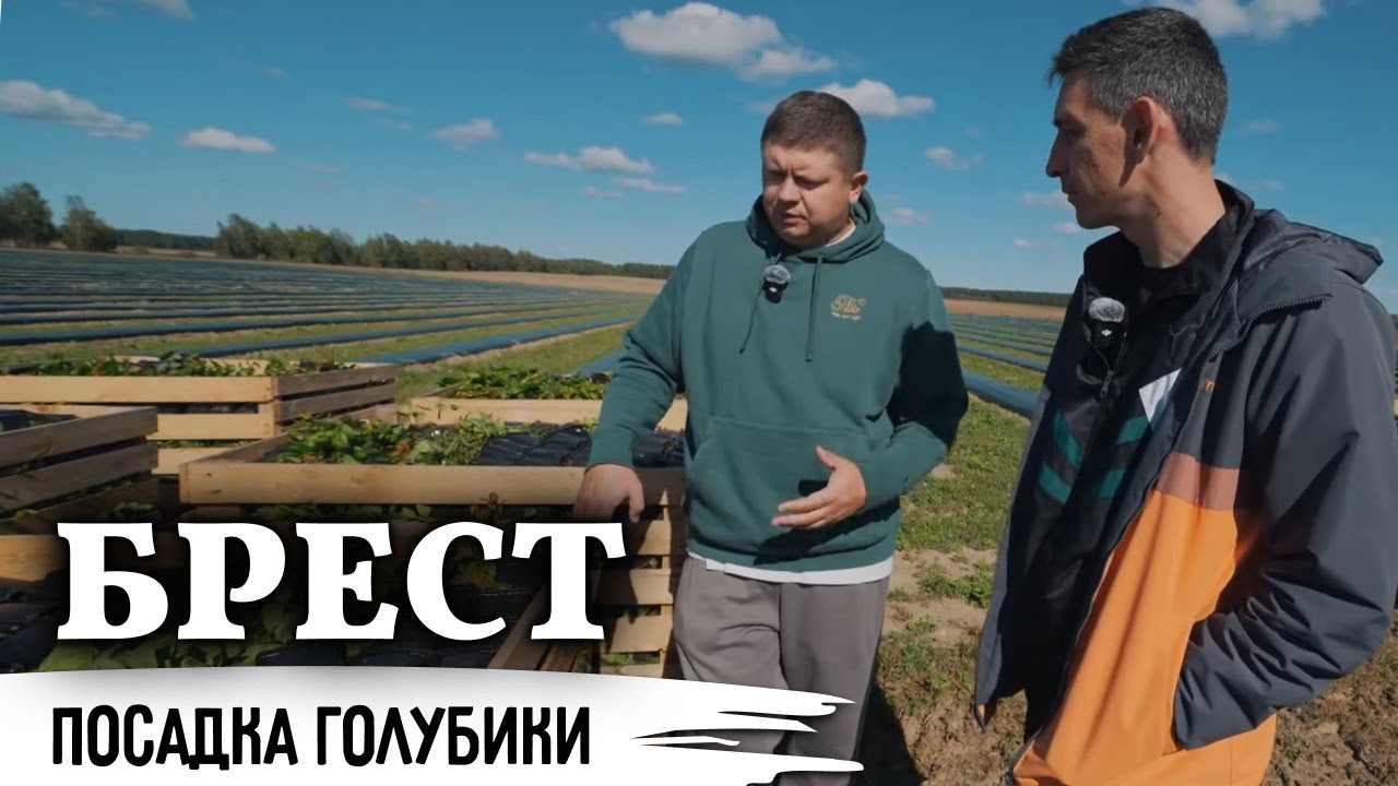 От мечты к бизнесу//Как создавалась голубичная империя в Бресте