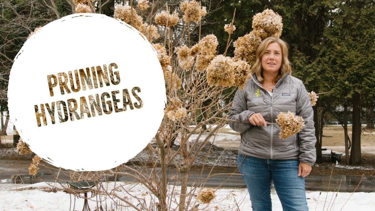 Hydrangea pruning: Don't sweat it!
