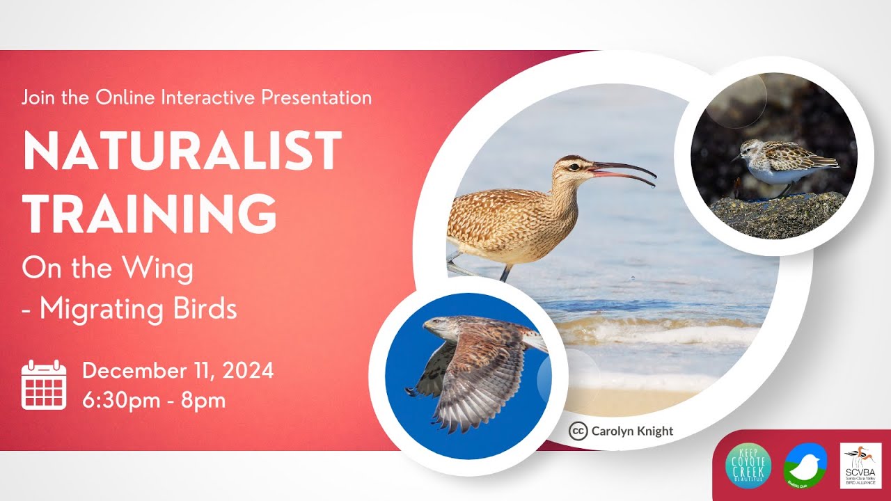 Naturalist Training - On the Wing