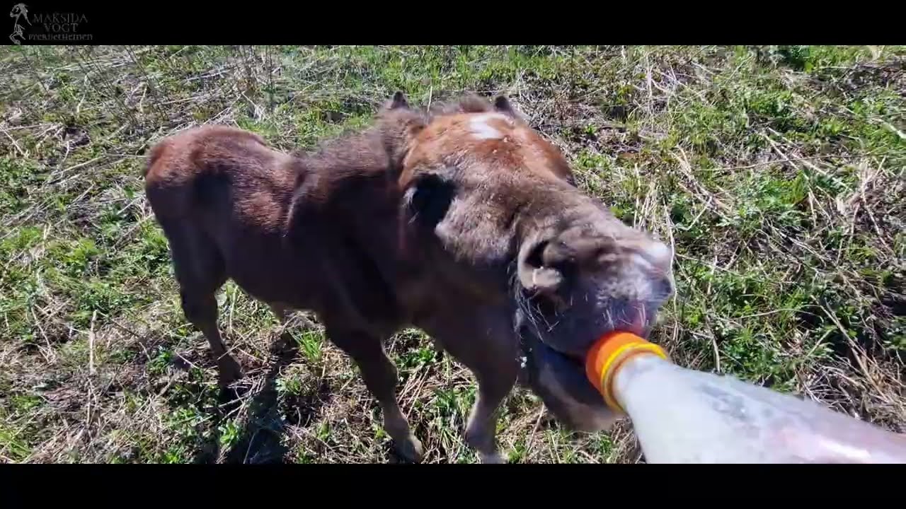 Spirit, das Wildpferdefohlen - Sasha und Rio gehen