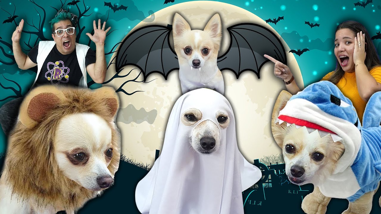 4 FANTASIAS MAIS CRIATIVAS E ENGRAÇADAS PARA O SEU PET!!!