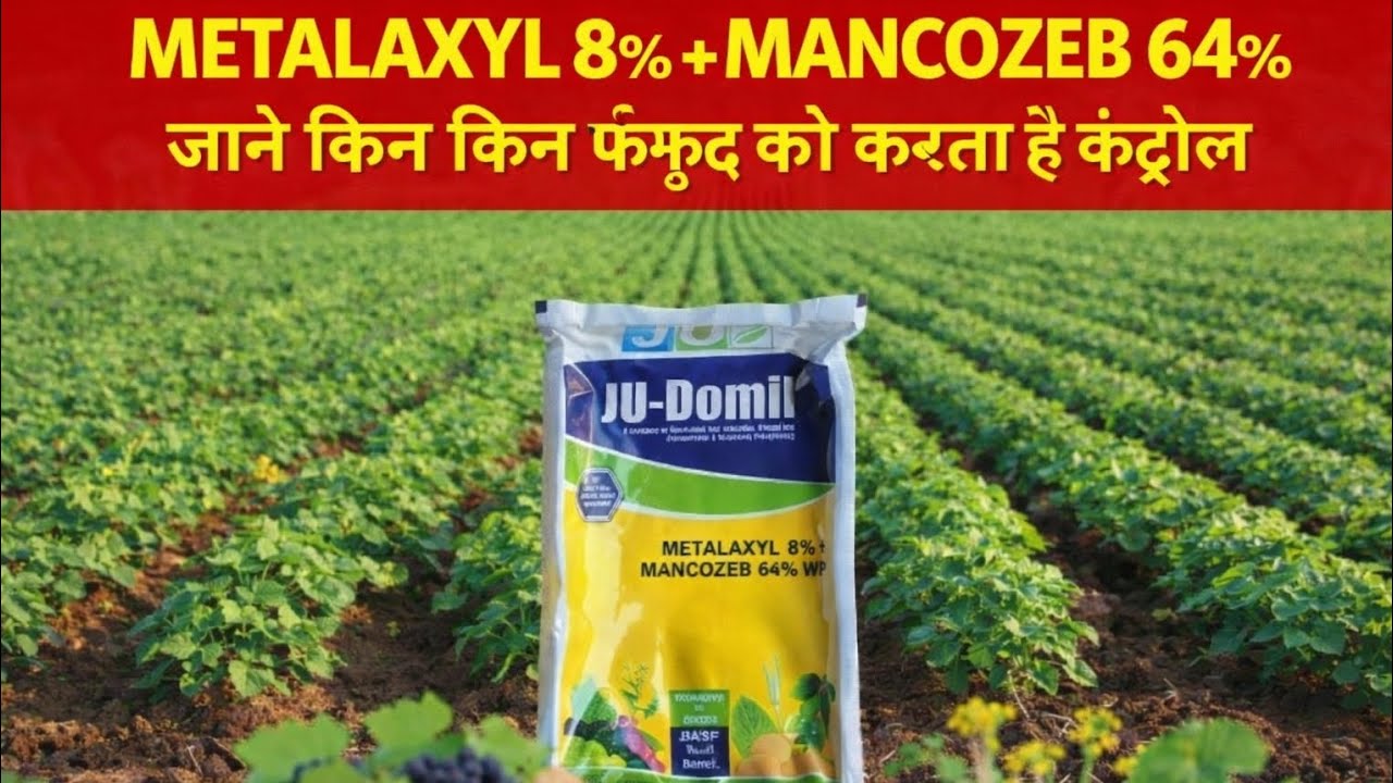 Ju Domil Fungicide | METALAXYL 8%+ MANCOZEB 64%| इस्तेमाल करने से पहले ये जान ले! Contact & Systemic