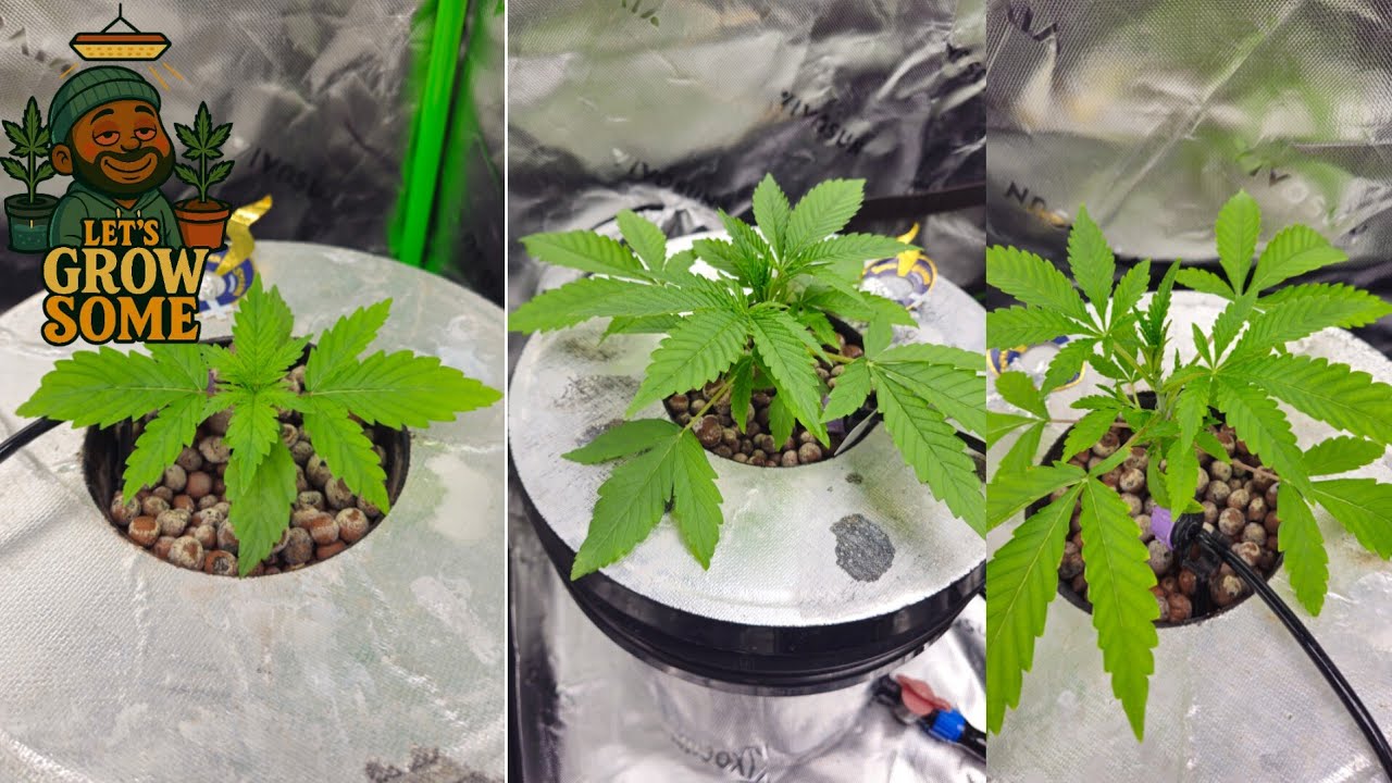 Let&rsquo;s Grow Some Ep.5 | Feeding Time! More Hy-Pro Nutrients
