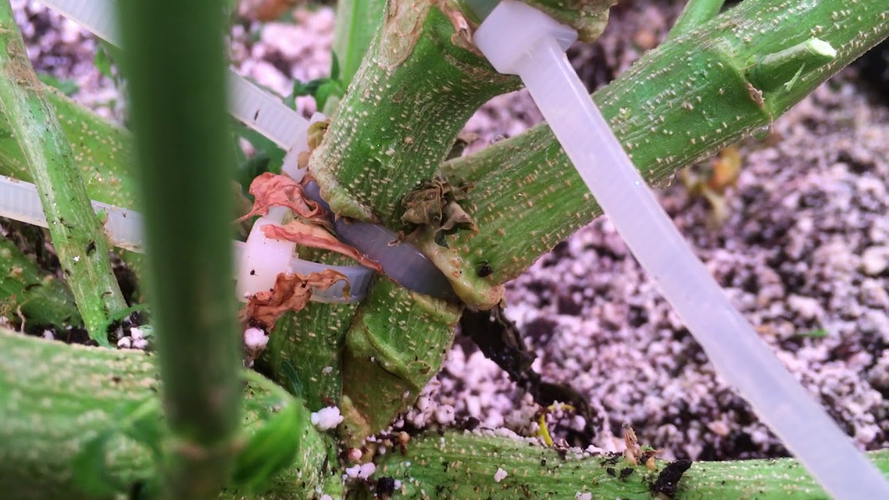 Grow Diaries:  Volume 2:  Week 14