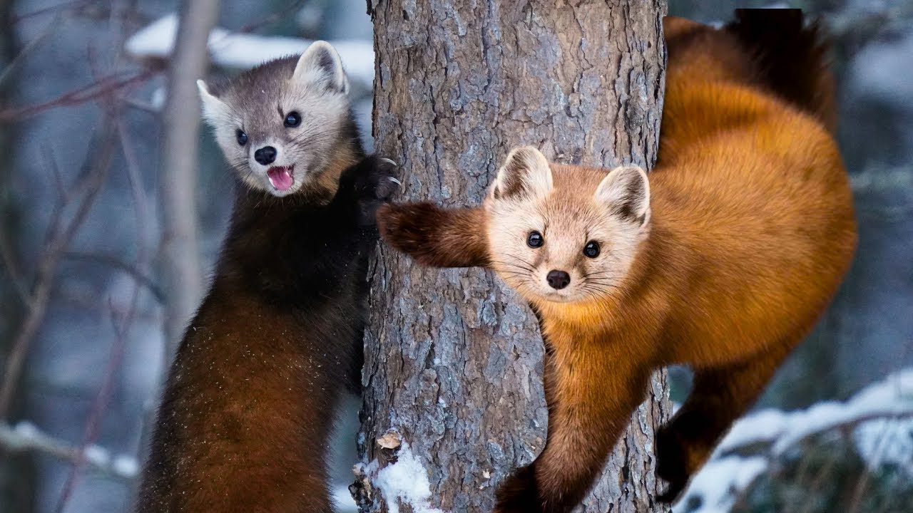 American Marten: Elusive & Nature's Ninja Predator