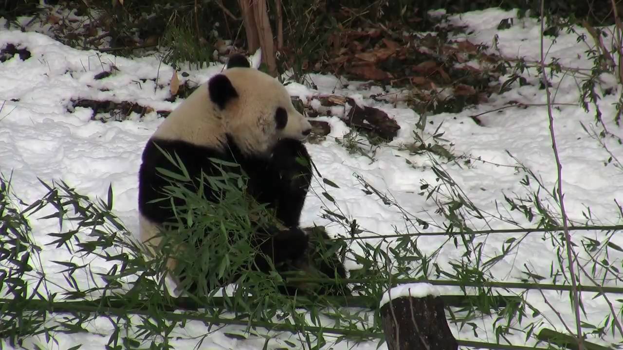 Tai Shan Bidding Farewell to Mom