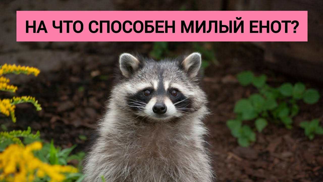 Вы не поверите, на что способен милый енот! Факт о енотах.