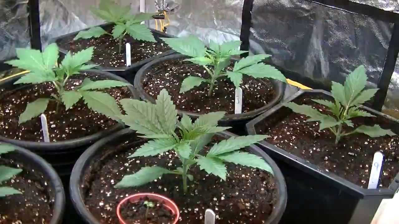 Greenhouse Seeds Exodus Cheese Short Time Lapse.