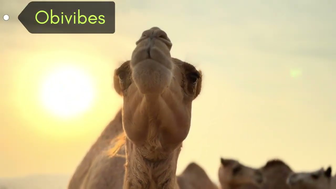 Camels in the Desert | Peaceful & Relaxing Camel Video 🐪🎶
