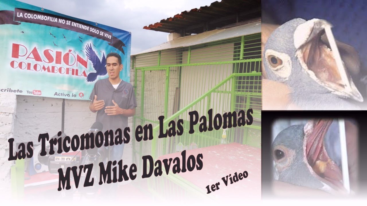 Trichomonas in Pigeons by MVZ Mike Davalos