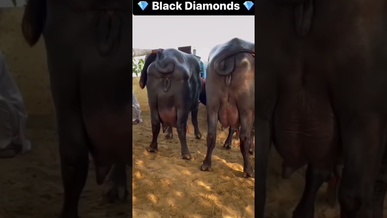 TOP MURRAH BUFFALO'S AND BIG UDDERS
