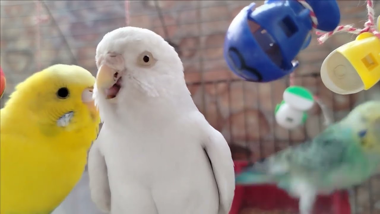 Budgies Playing singing jumping 