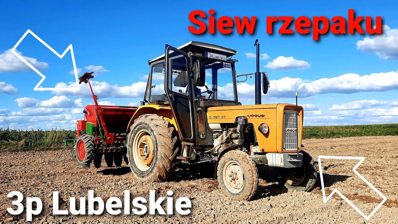 ☆ Późny  Siew rzepaku  04.09.2021 !!! Ursus  C 360 3p w akcji ☆