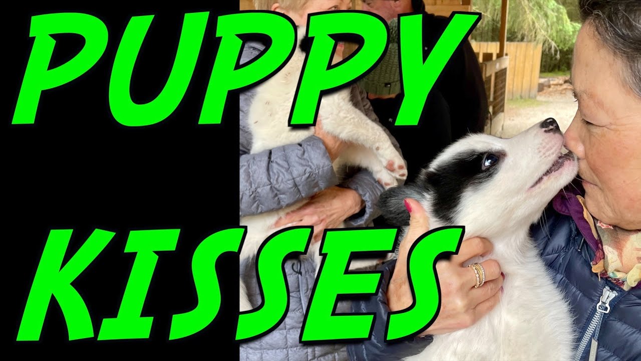 Top 10 CRUISE EXCURSIONS | Puppy kisses! | Sled dog mushers camp