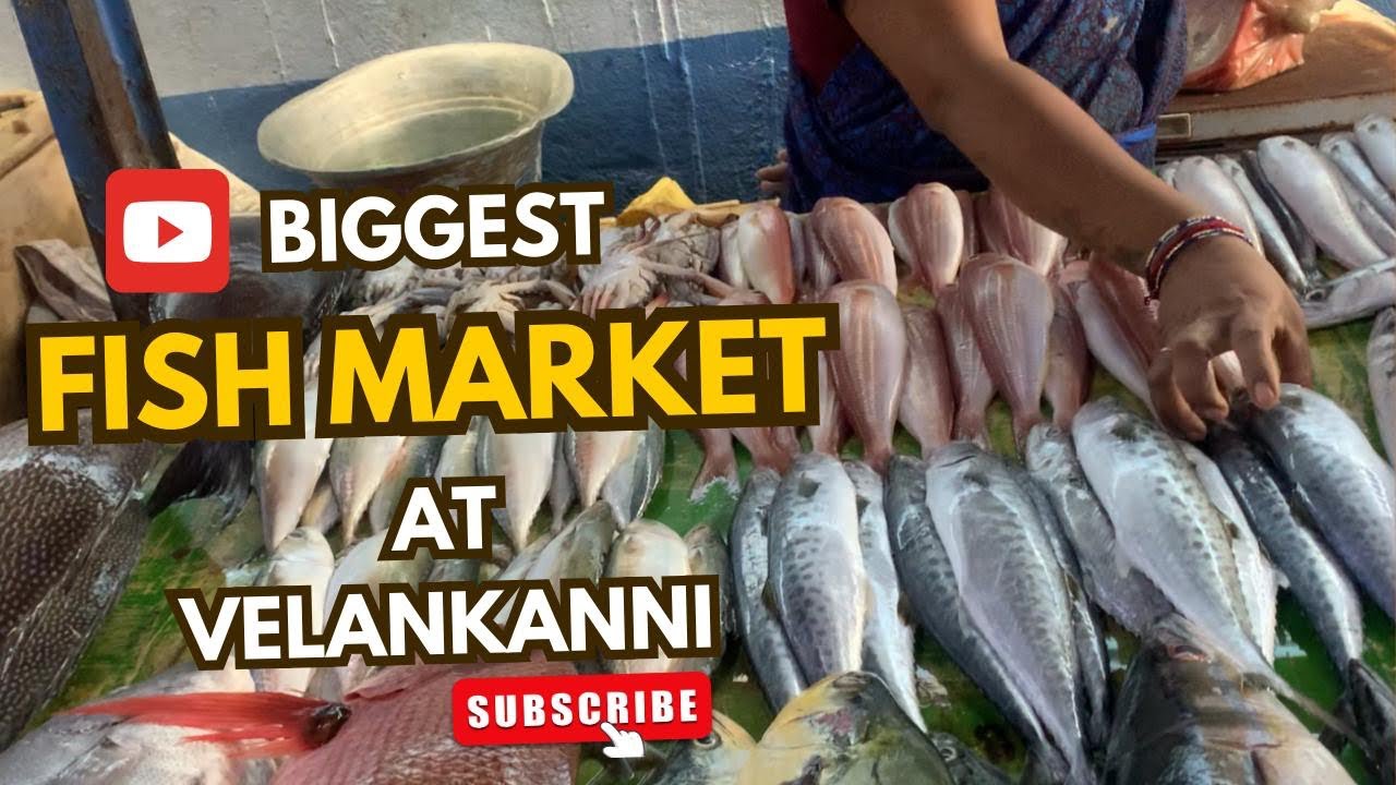 Biggest Fish 🐠 🦀Market In Velankanni Chennai #trending #vlog #video #viralvideo