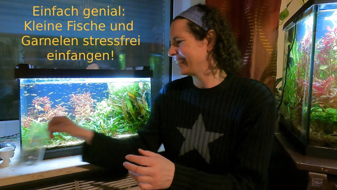 Geniale Fischfalle für kleine und scheue Fische und Garnelen!