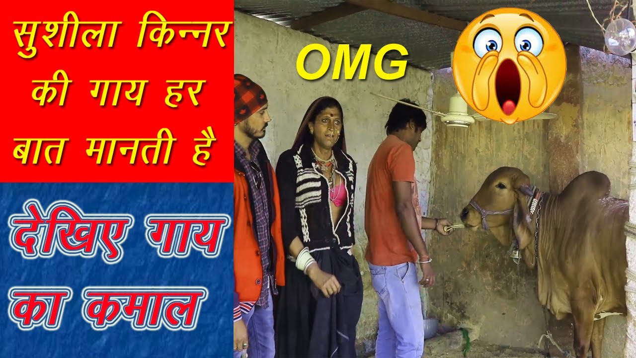 सुशीला किन्नर की गाय सुशीला जी की हर बात मानती है || Sushila Kinnar's cow obeys everything